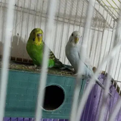 مرغ عشق جفت|پرنده|رشت, یخسازی|دیوار