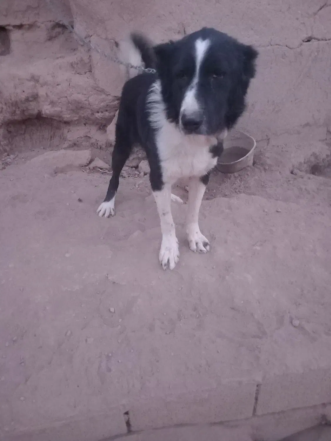 سگ چنبر یک ساله|حیوانات مزرعه|خمینی‌شهر, |دیوار