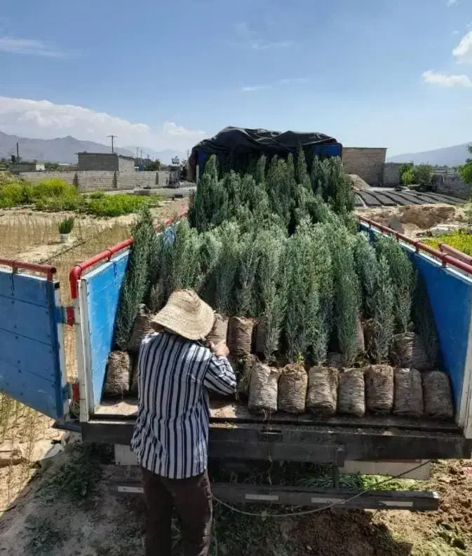 نهال سروناز شیراز سرو درخت|خدمات باغبانی و درختکاری|خفر, |دیوار