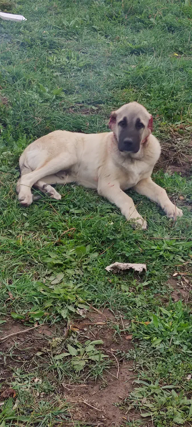 توله سگ کانگال|حیوانات|ماکو, |دیوار