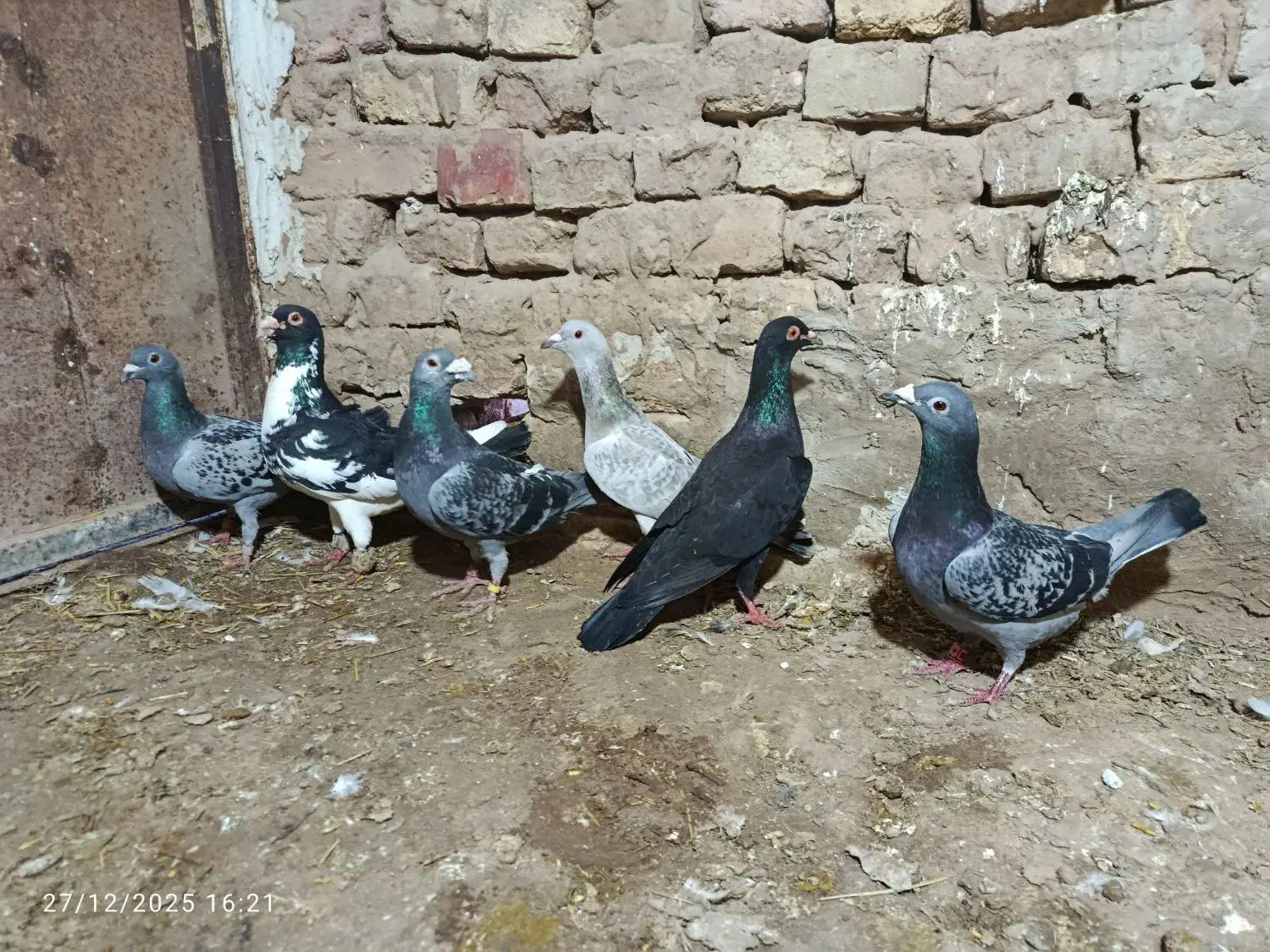 کبوتر|پرنده|نیشابور, بنیاد شهید|دیوار