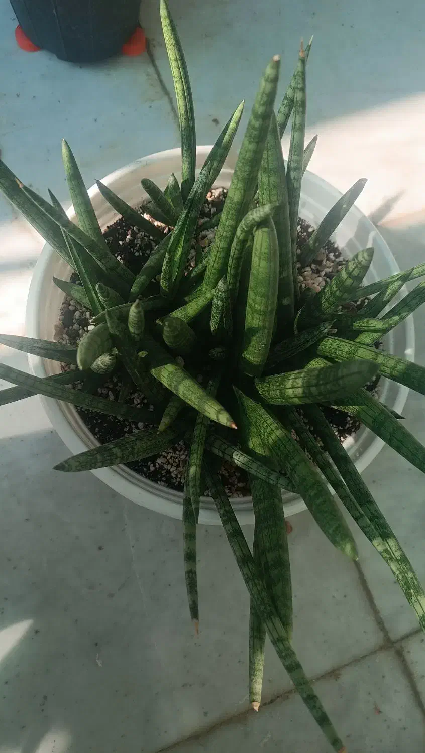 سانسوریا بنسل|گل و گیاه طبیعی|بوشهر, |دیوار