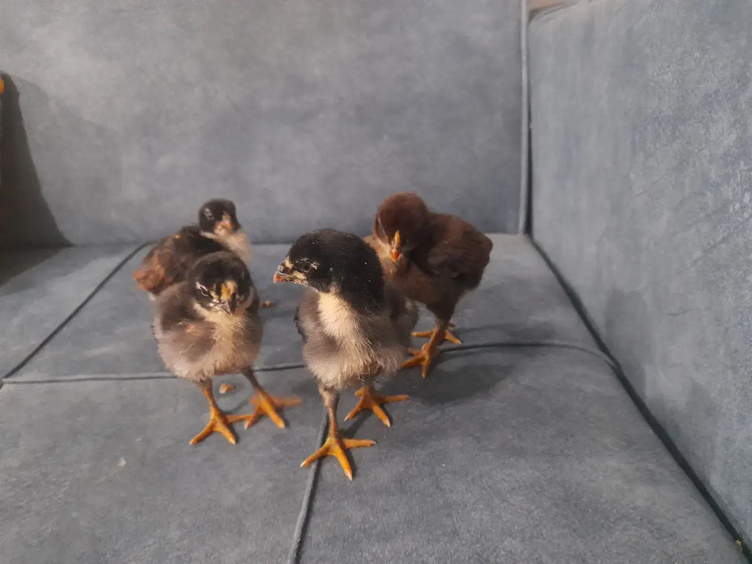 جوجه لاری|حیوانات مزرعه|رشت, تازه آباد|دیوار