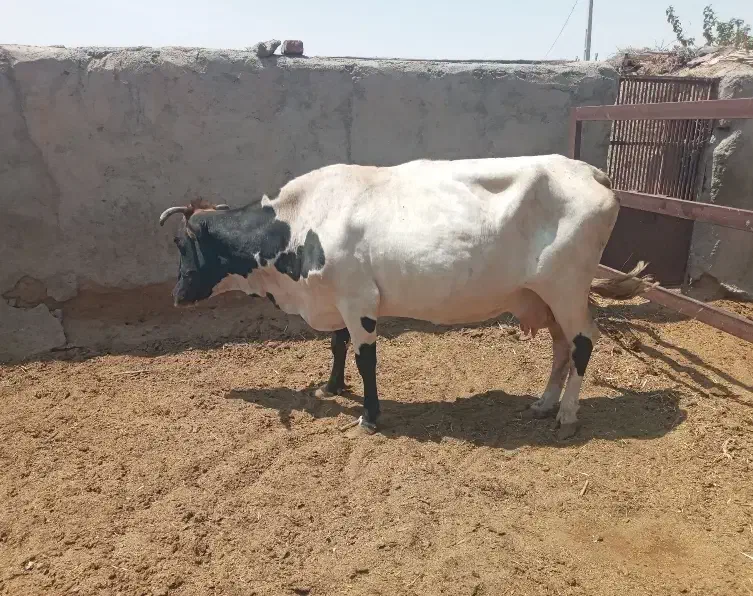 ماده گاو گوشتی و داشتی|حیوانات مزرعه|بیرجند, |دیوار