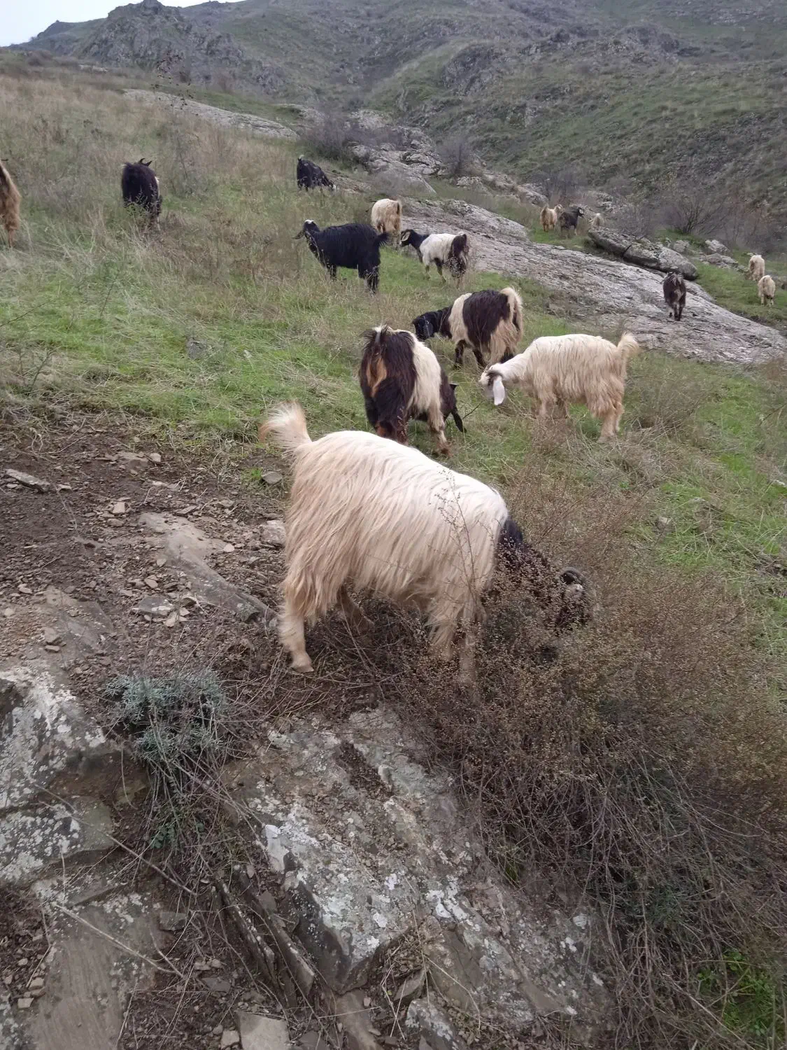 بزغاله معاوضه گوسفند وگاو|حیوانات مزرعه|اهر, |دیوار