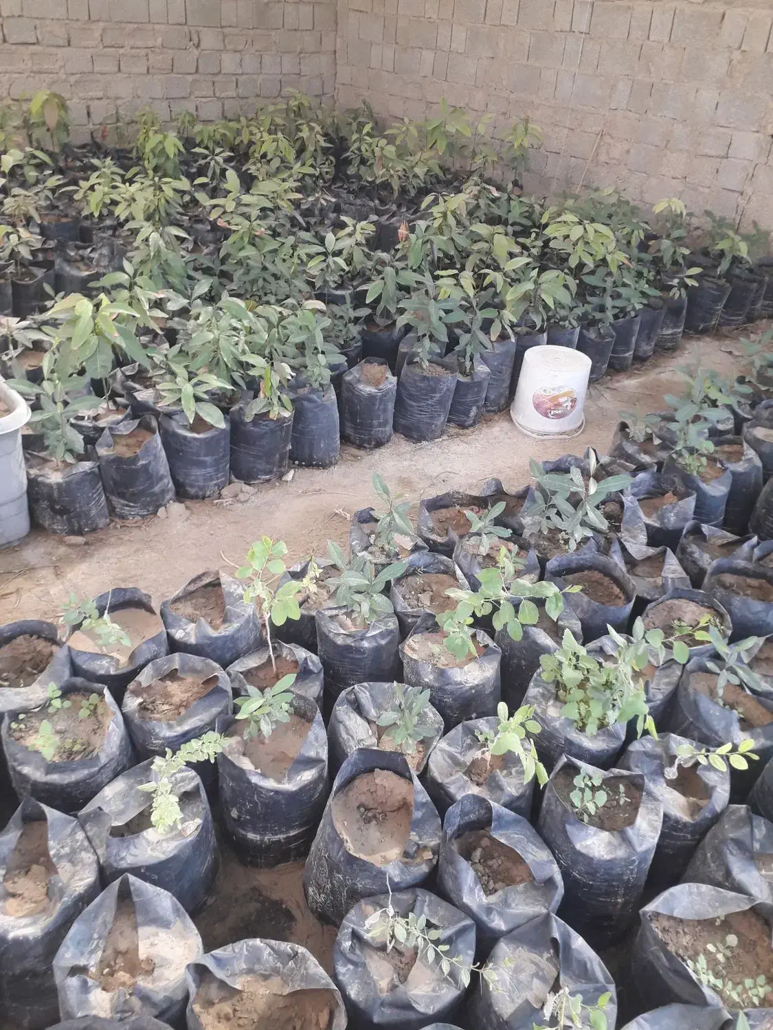 نهال کنار پیوندی انبه مهلی|خدمات باغبانی و درختکاری|بندر گناوه, |دیوار