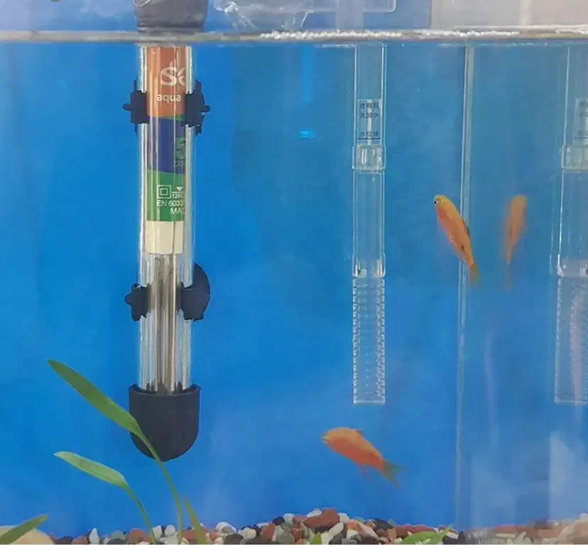 آکواریوم کوچک|ماهی|سیلوانه, |دیوار