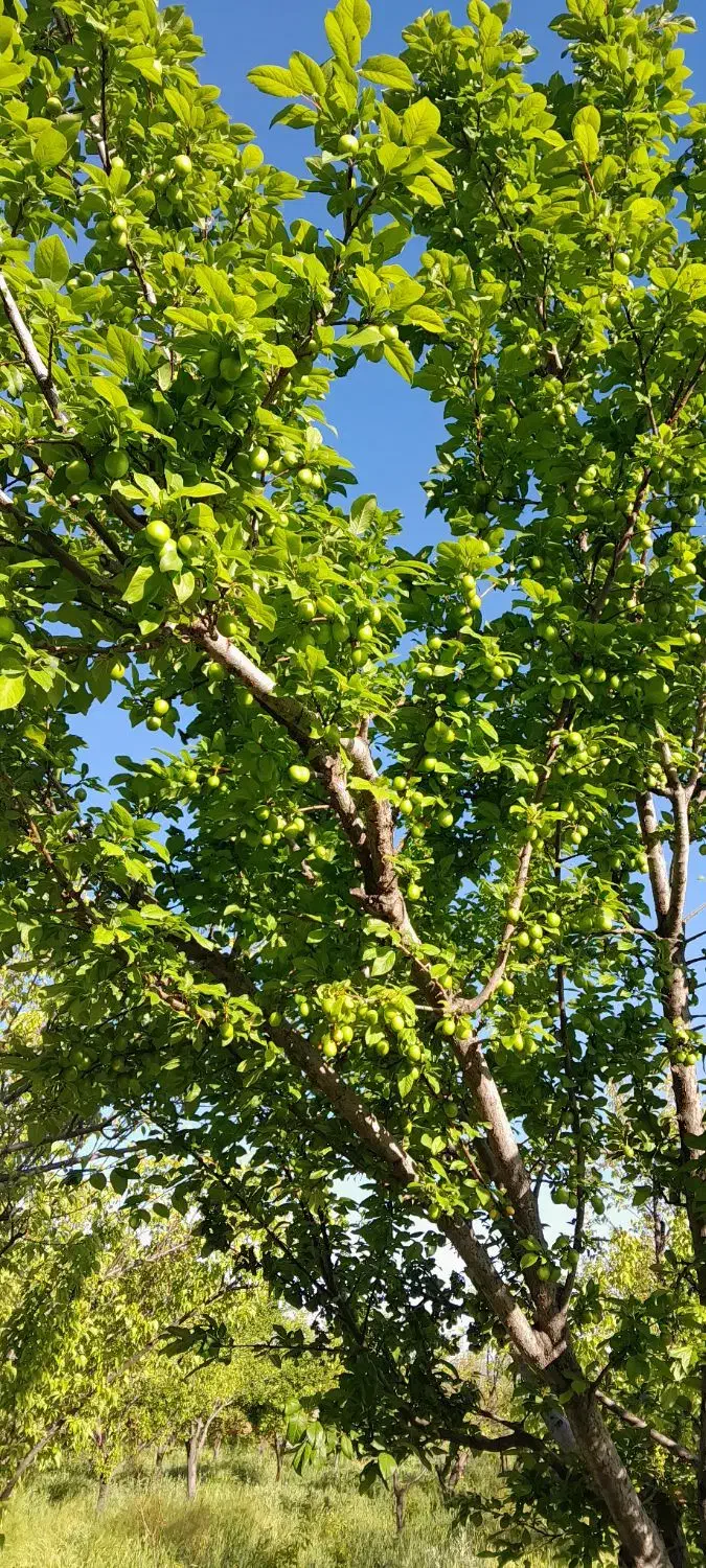 فروش باغ|فروش خانه و ویلا|یامچی, |دیوار