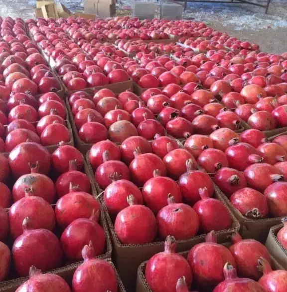 انار ساوه|حراج|فردیس, فردیس|دیوار