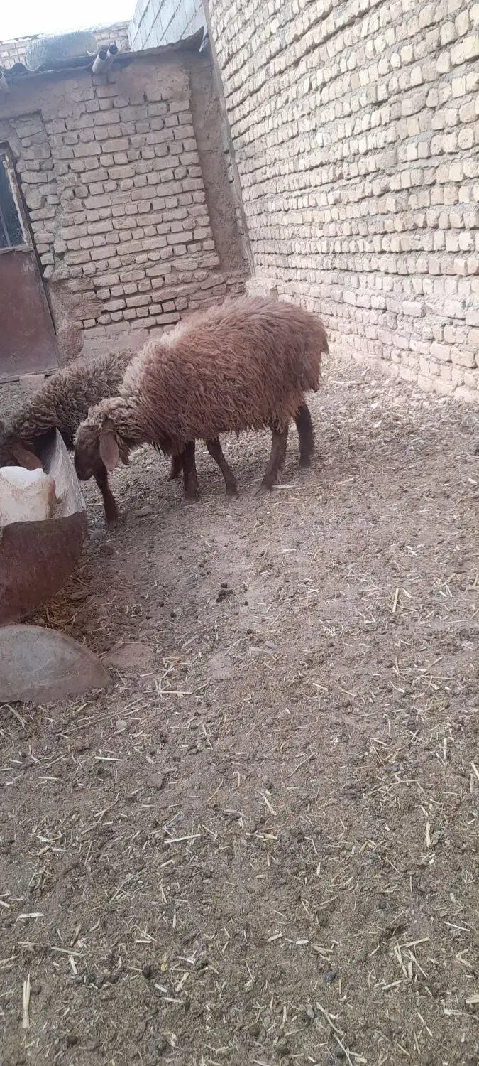 دوتا بره یکی نر یکی ماده|حیوانات مزرعه|فریمان, |دیوار