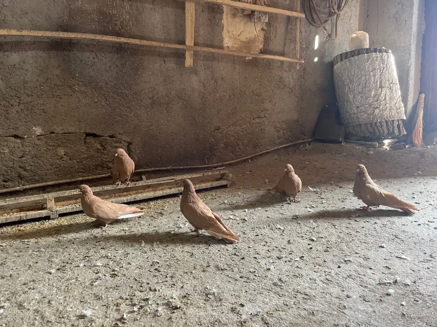 زرد|پرنده|میانه, |دیوار