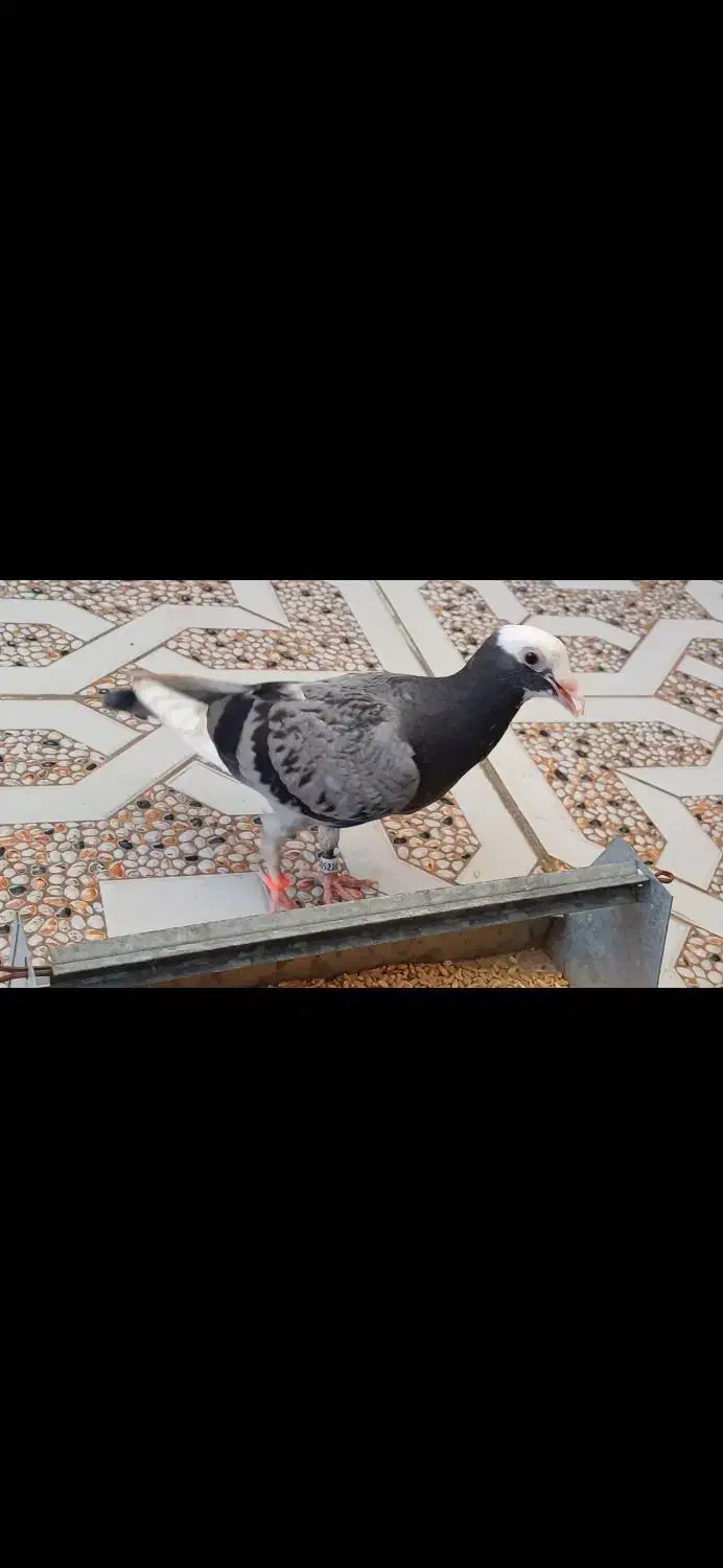 ابلغ|حیوانات|اندیمشک, |دیوار