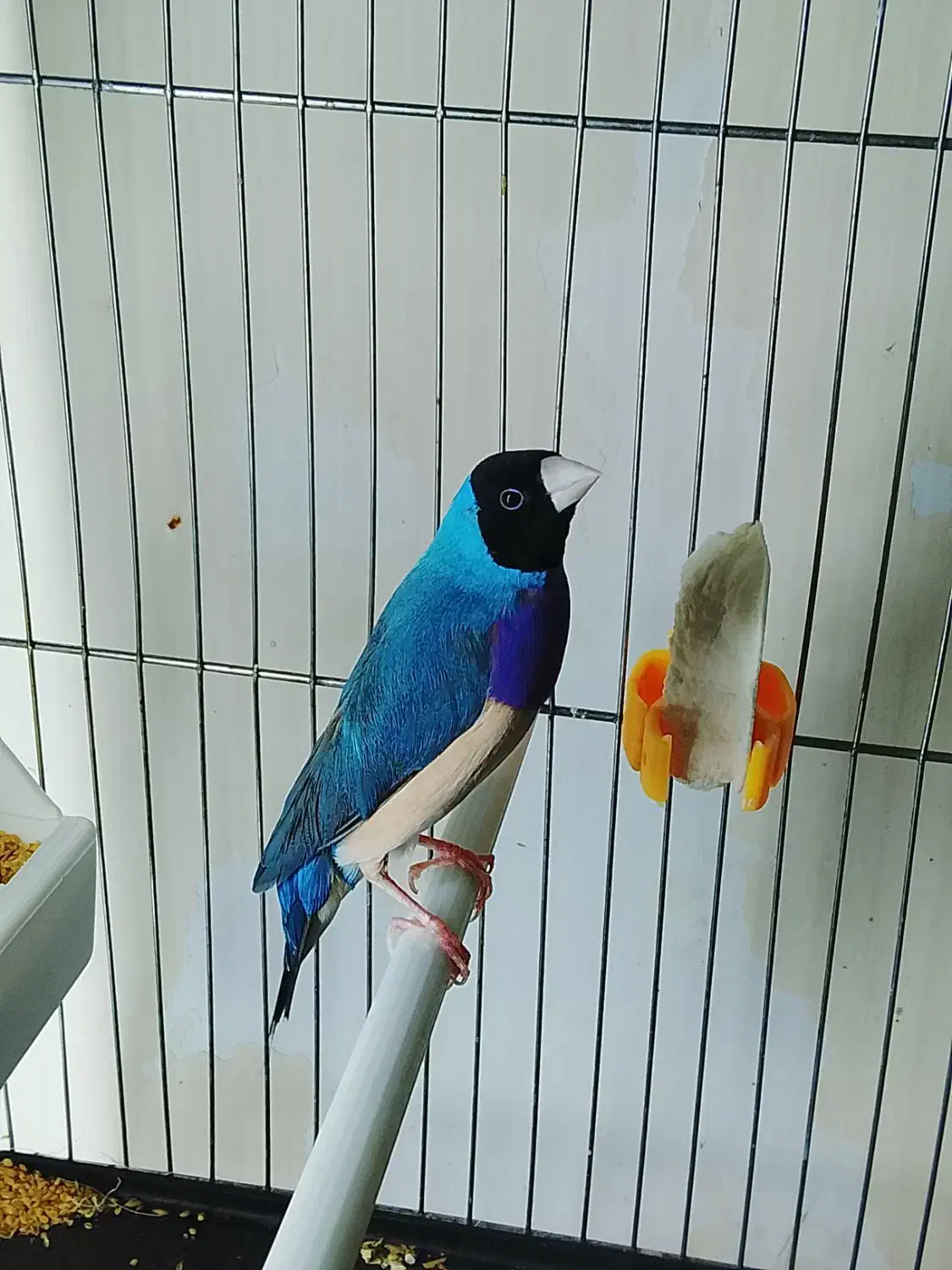 فنچ گلدین آبی وسبز|پرنده|تهران, چهارصد دستگاه|دیوار