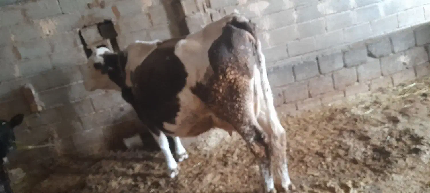 گاوسیمنتال|حیوانات مزرعه|داران, |دیوار