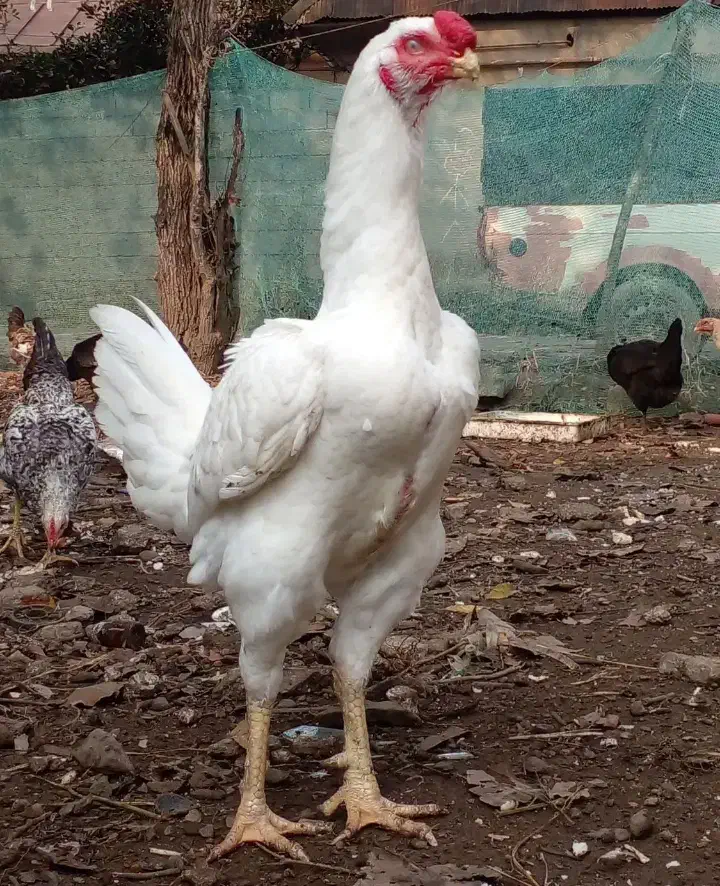 خروس لاری افغانی|حیوانات مزرعه|چابهار, |دیوار