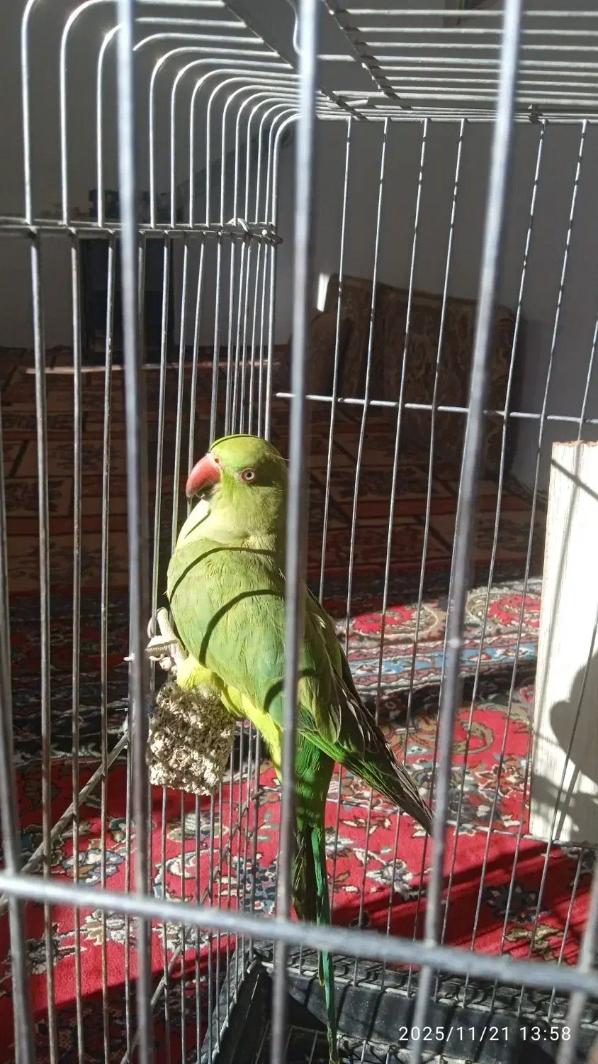 باسلام طوص ملنگو سالم نره فروش|پرنده|قروه, |دیوار