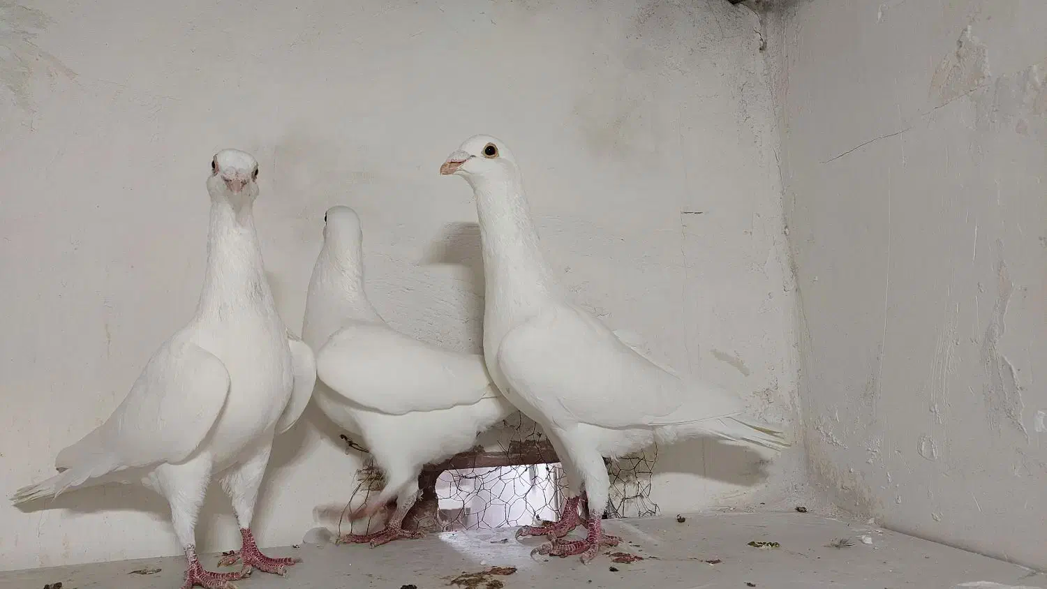 سفید|پرنده|بجنورد, |دیوار