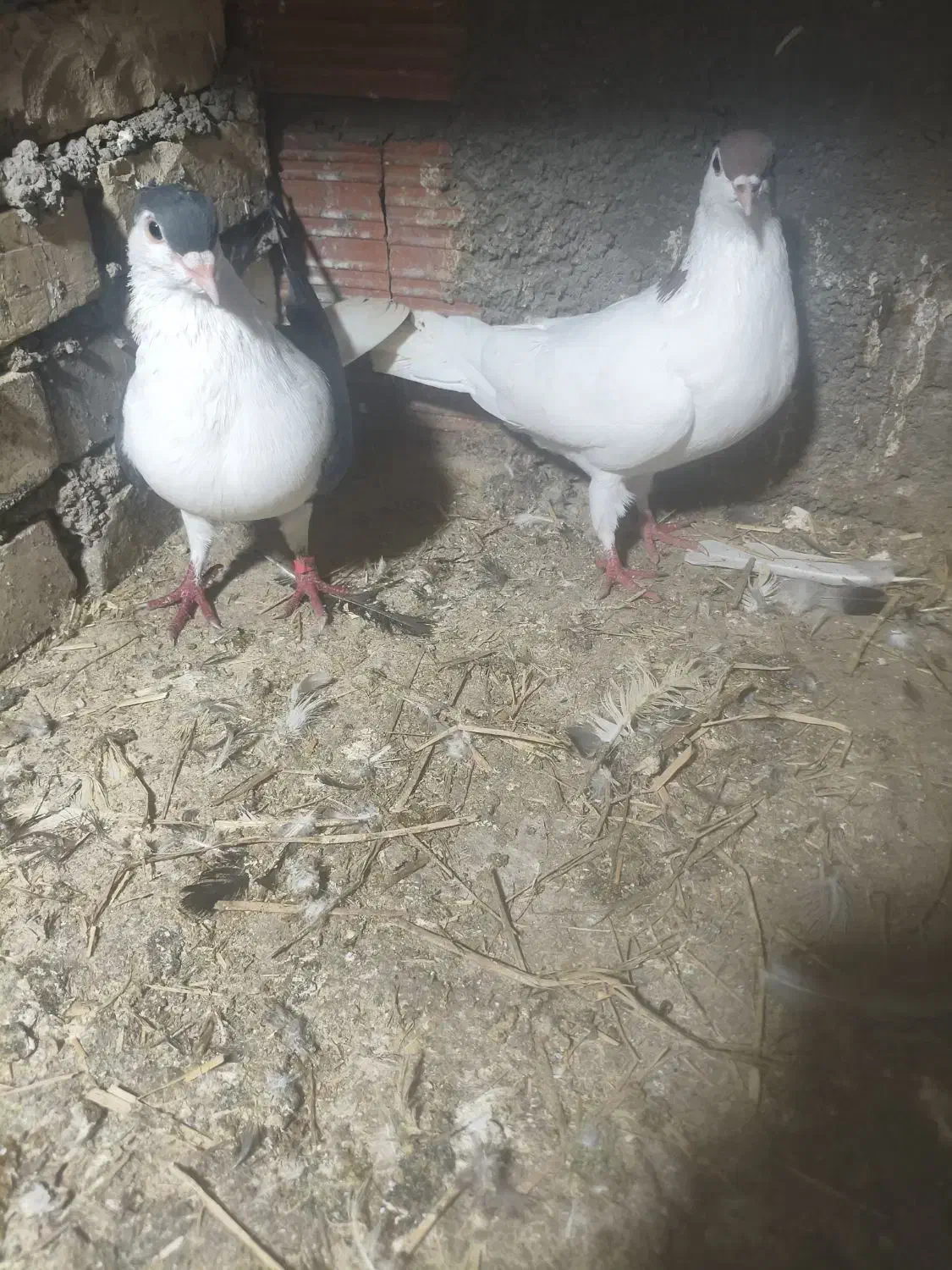 رنگی|پرنده|نگین شهر, |دیوار