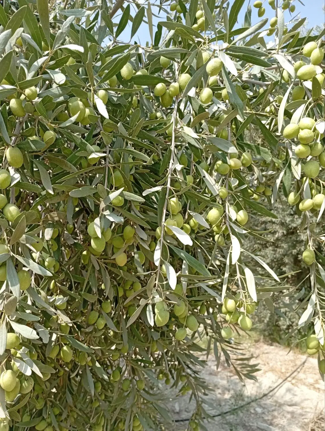 زیتون|خوردنی و آشامیدنی|آشخانه, |دیوار