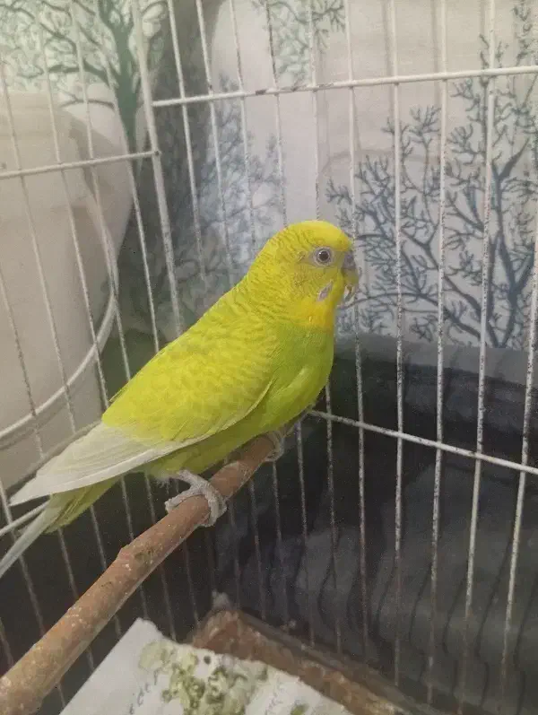 مرغ عشق نر سالم|پرنده|مشهد, حسین‌آباد|دیوار