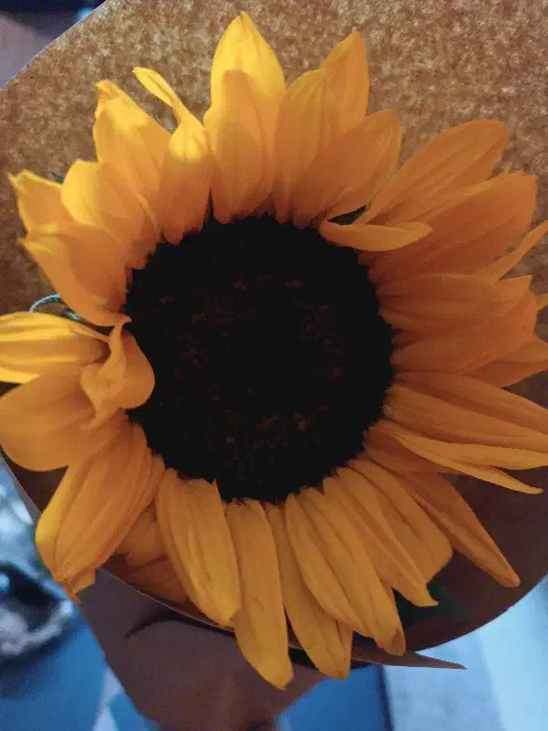 سیمکارت ایرانسل|سیم‌کارت|کیش, |دیوار