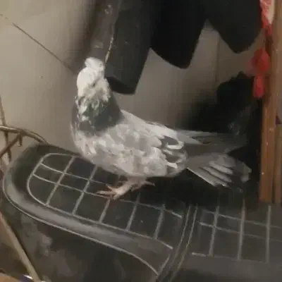 کبوتر کفتر اصفهانی|پرنده|فلاورجان, |دیوار