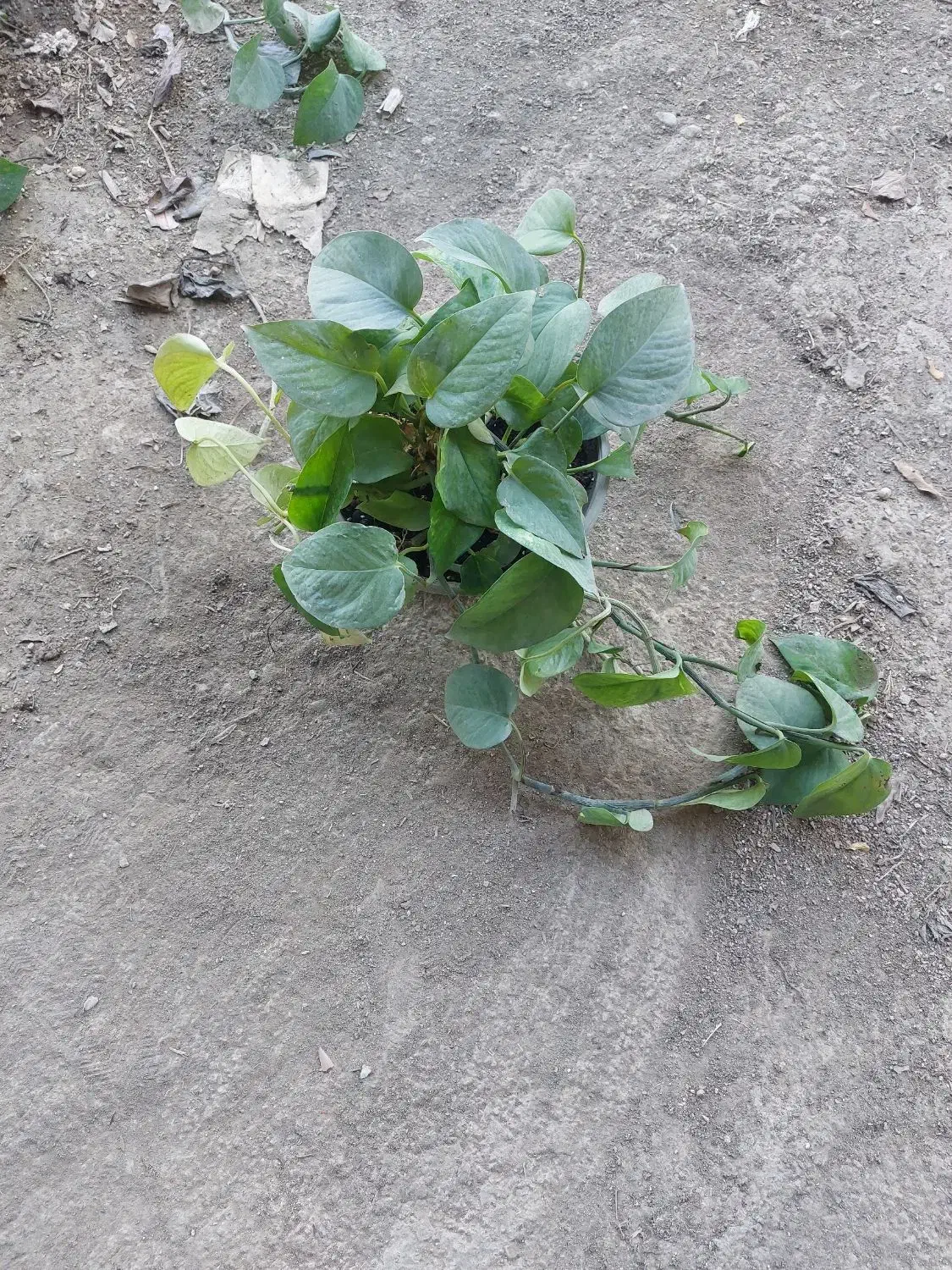 گل های اپارتمانی|گل و گیاه طبیعی|لواسان, |دیوار