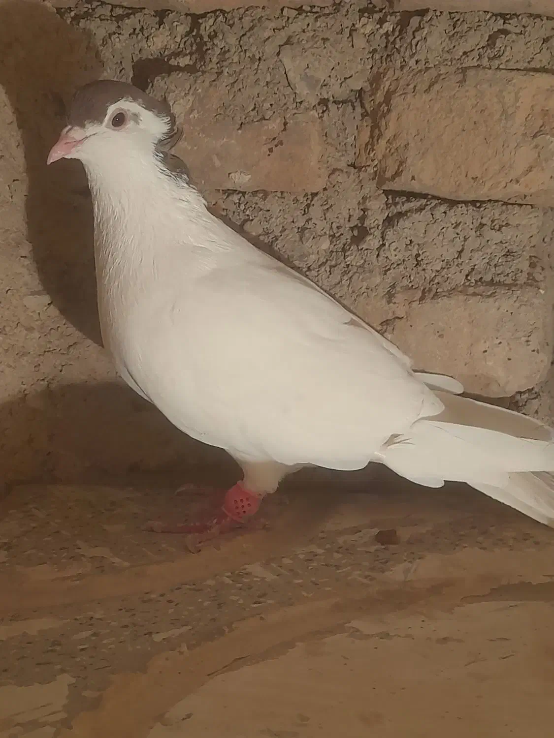 کفتر پرشی|پرنده|تربتحیدریه, بالا ولایت|دیوار