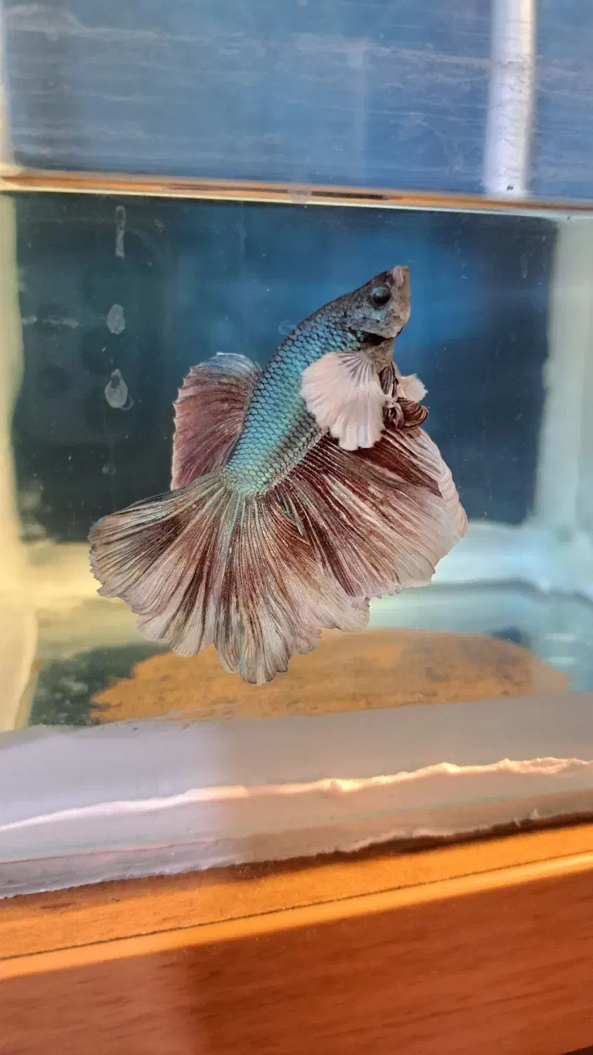 فایتر بیگ ایر دبل تیل سوپر باله|ماهی|ری, دیلمان|دیوار