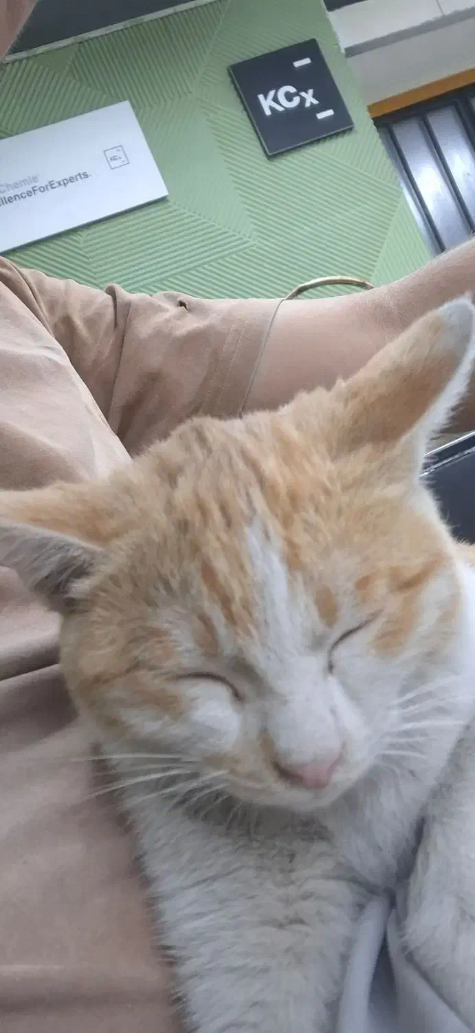 گربه پیدا شده|حیوانات|سمنان, |دیوار