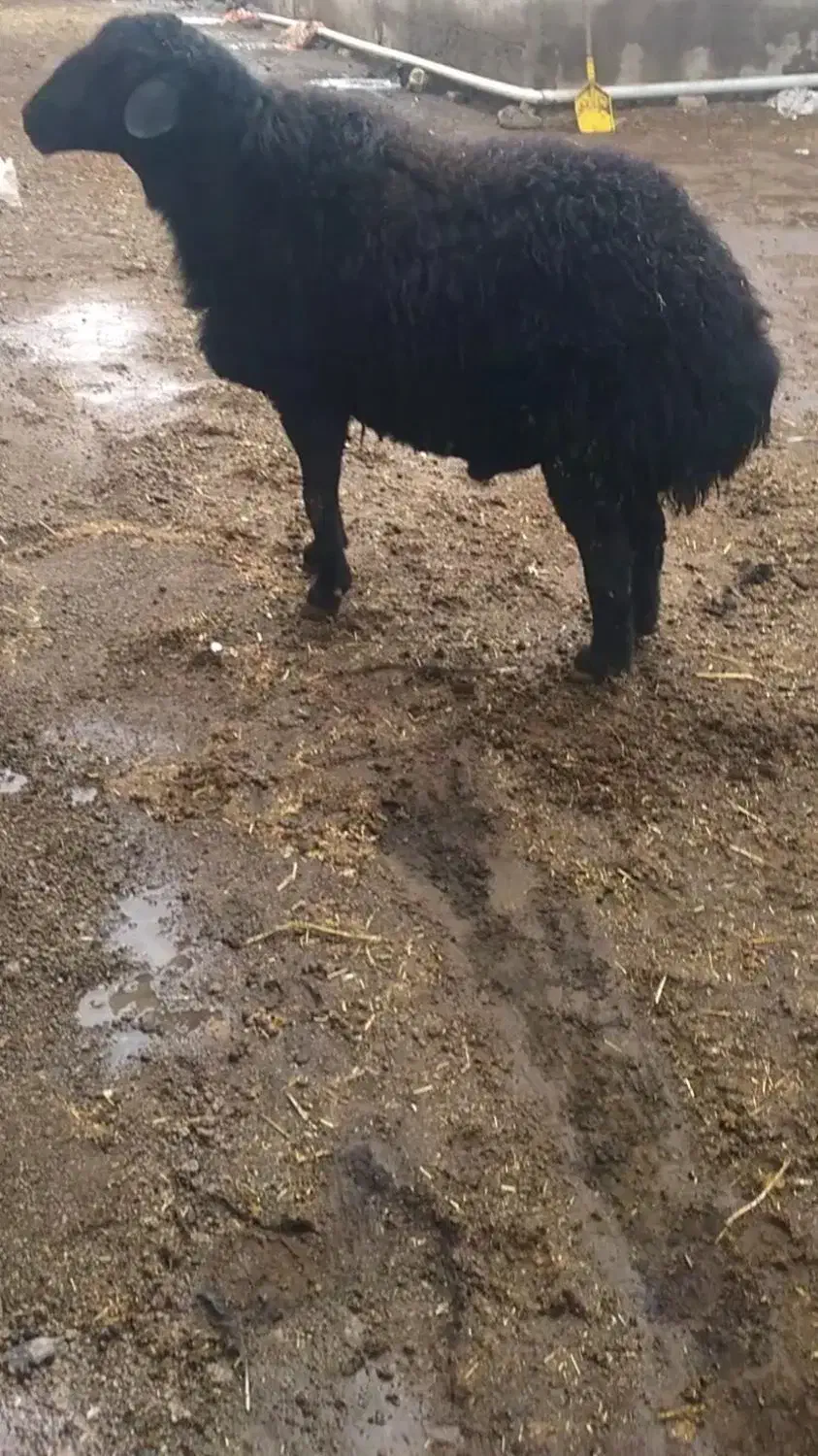 قوچ هترو|حیوانات مزرعه|باغ حلی, |دیوار