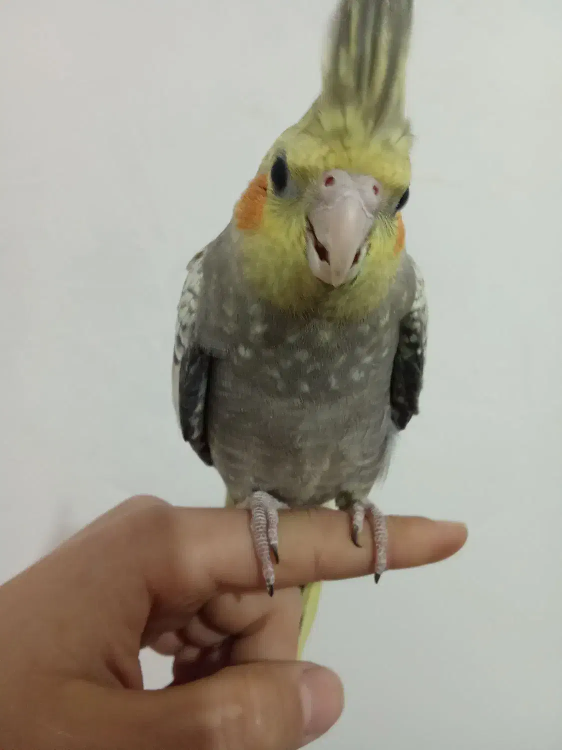 عروس ماده|پرنده|قم, ولیعصر|دیوار