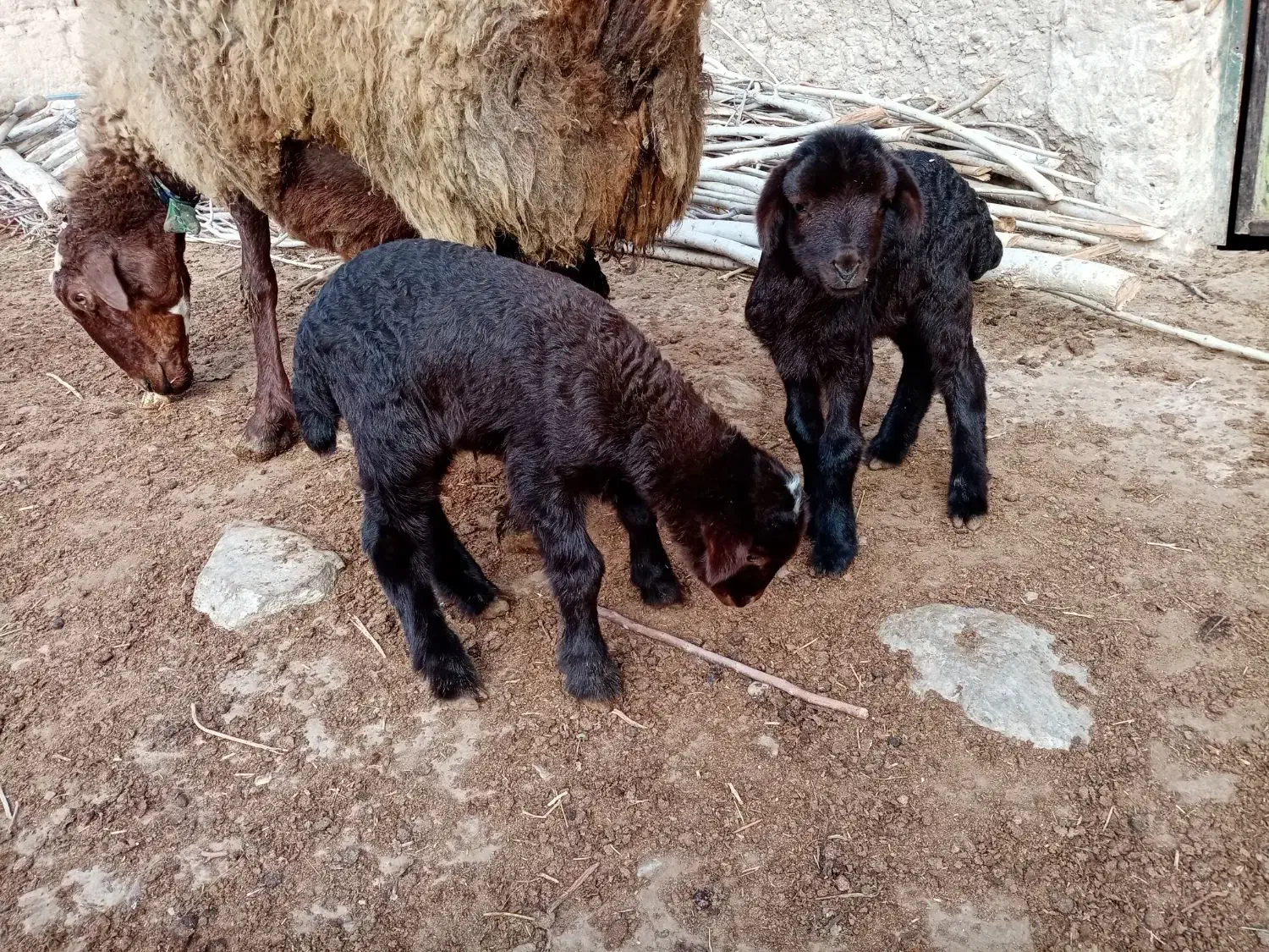بره نر شیری هترو از میش چارقلو و سه قلوزا|حیوانات مزرعه|قوچان, |دیوار