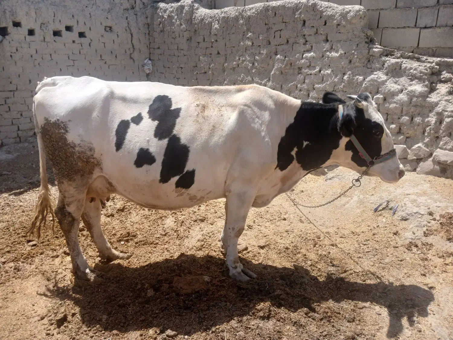 گاو شیرده|حیوانات مزرعه|شیروان (خراسان), |دیوار