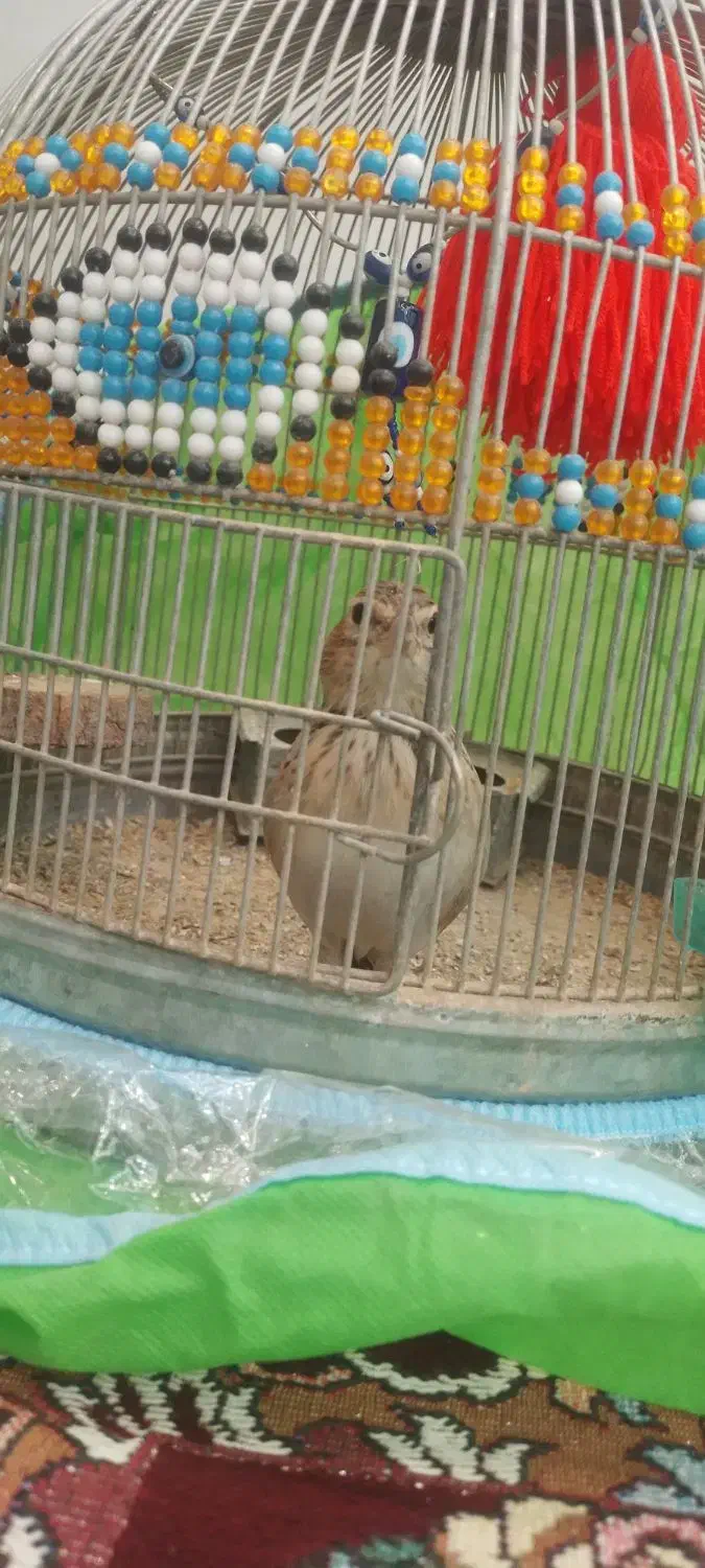 قناری|پرنده|شیراز, کفترک|دیوار