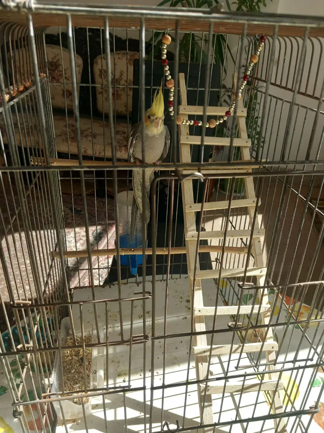 یکعددعروس هلندی دستی ۳ ماه با قفس ۹۵۰ تومن|پرنده|شاهینشهر, فردوسی|دیوار