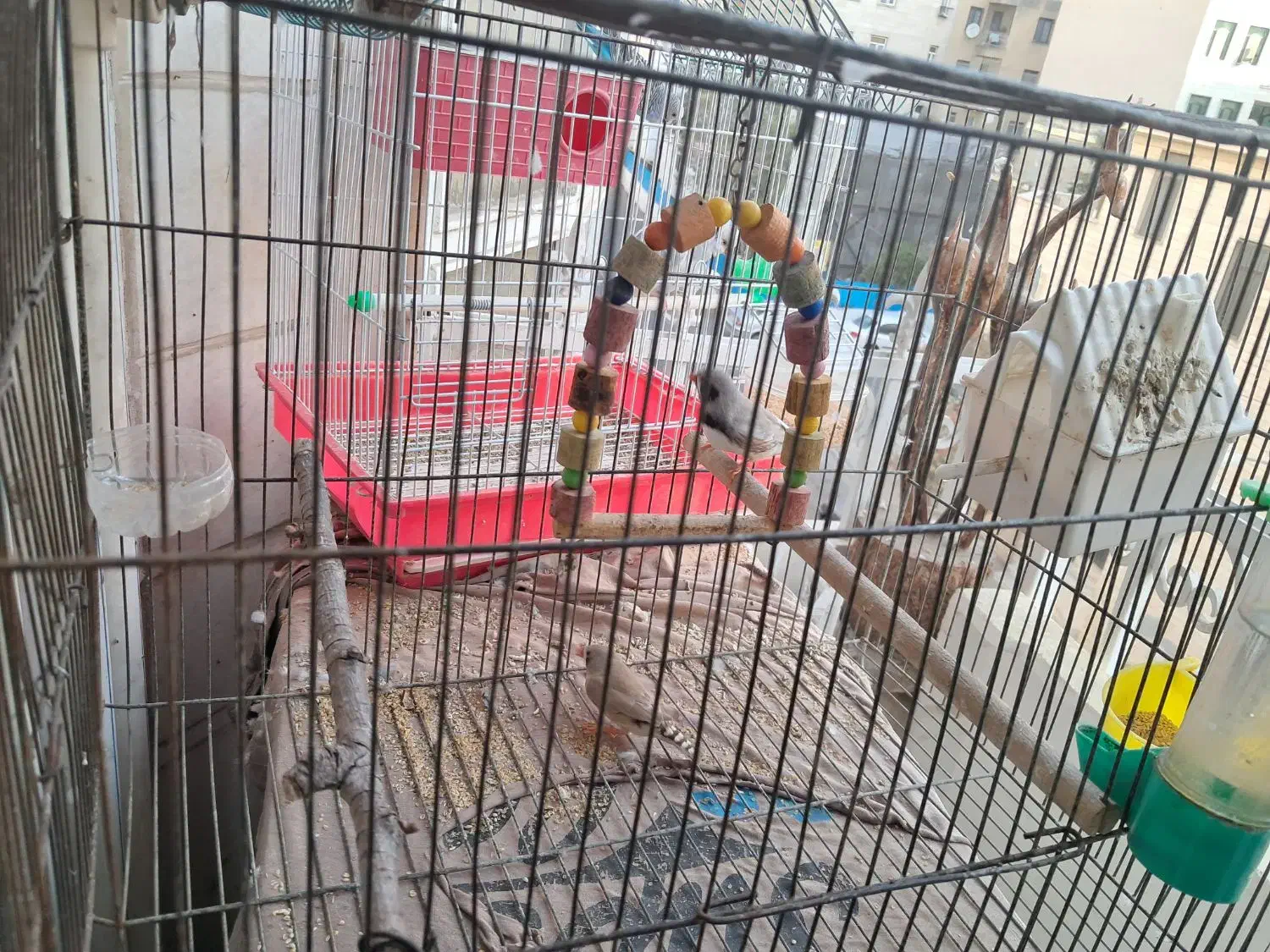 فنچ|پرنده|تهران, آسمان|دیوار