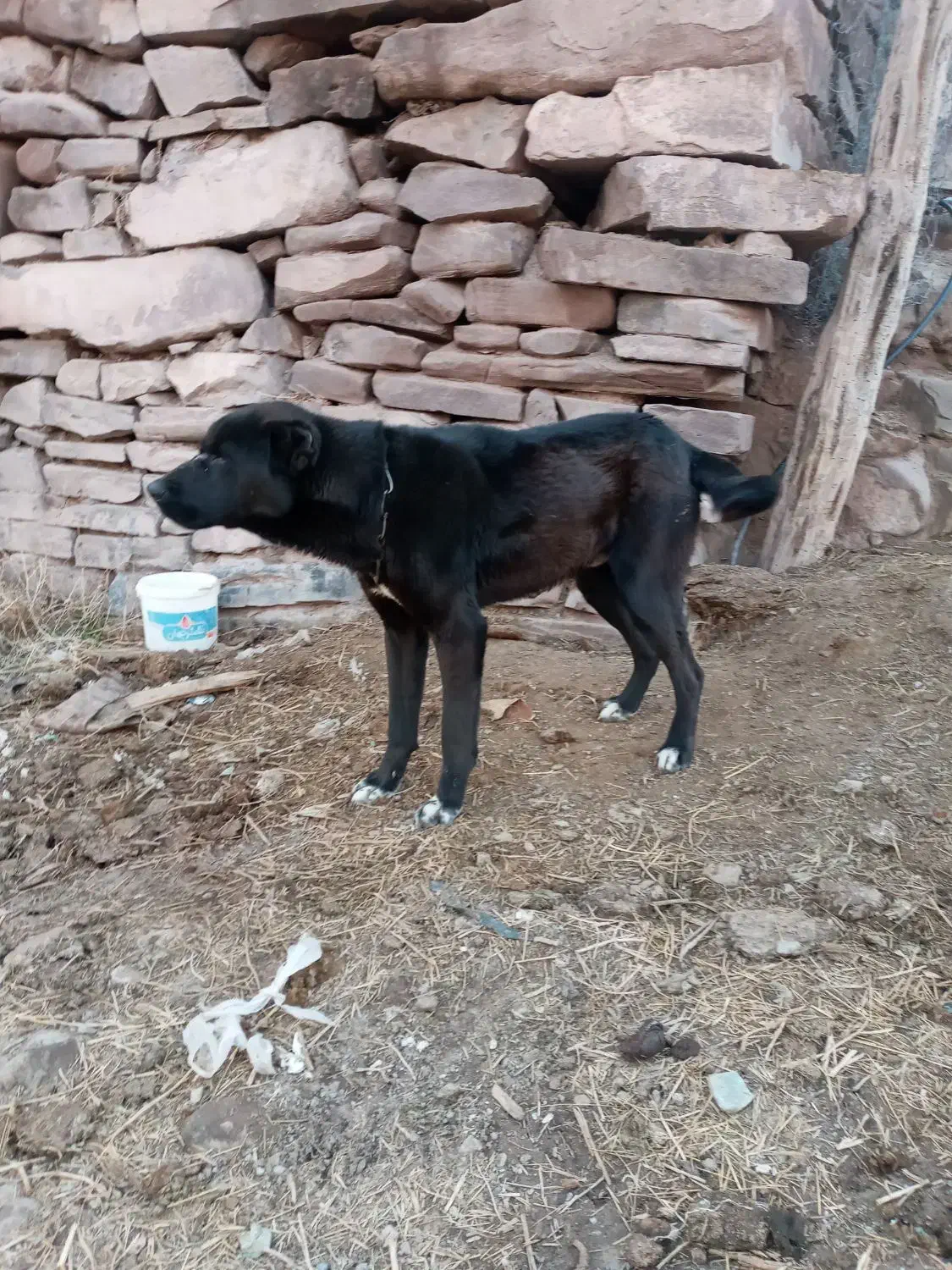 سگ نگهبان|سگ|چناران, |دیوار