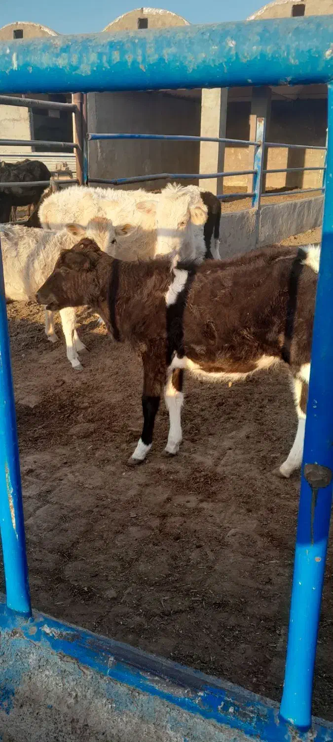 گاو و گوساله محلی. فوری. مناسب|حیوانات مزرعه|قم, بقیع|دیوار