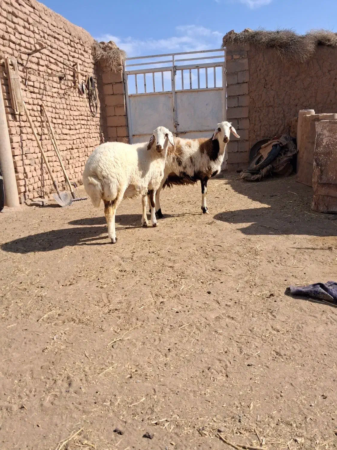 دوتا بره ماده جنس دار خشکل|حیوانات مزرعه|تربت‌حیدریه, چهارراه خواف|دیوار