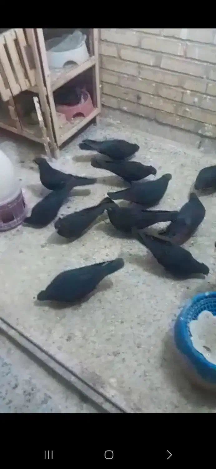 کفتر نقش و پرشی|پرنده|نائین, |دیوار