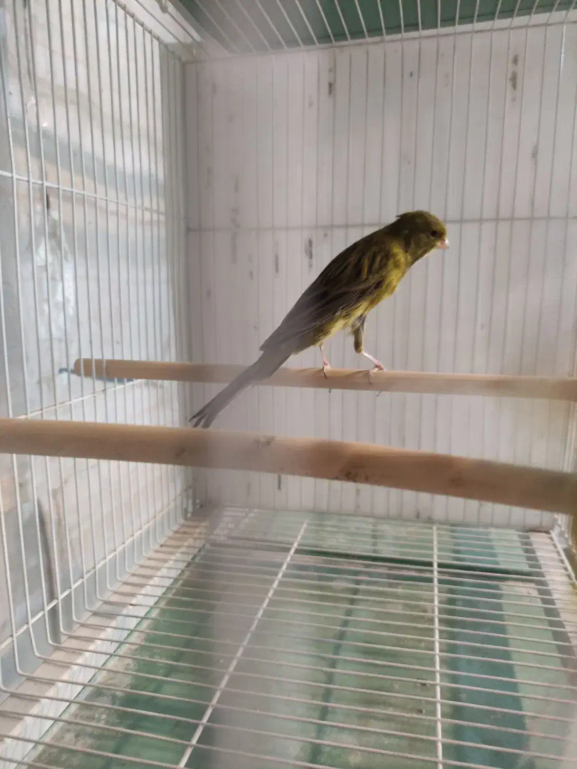 قناری درشت سوپری رسمی بلند|پرنده|مشهد, ایثارگران|دیوار