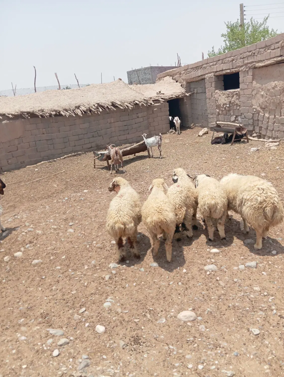 بره|حیوانات مزرعه|حاجی آباد, |دیوار
