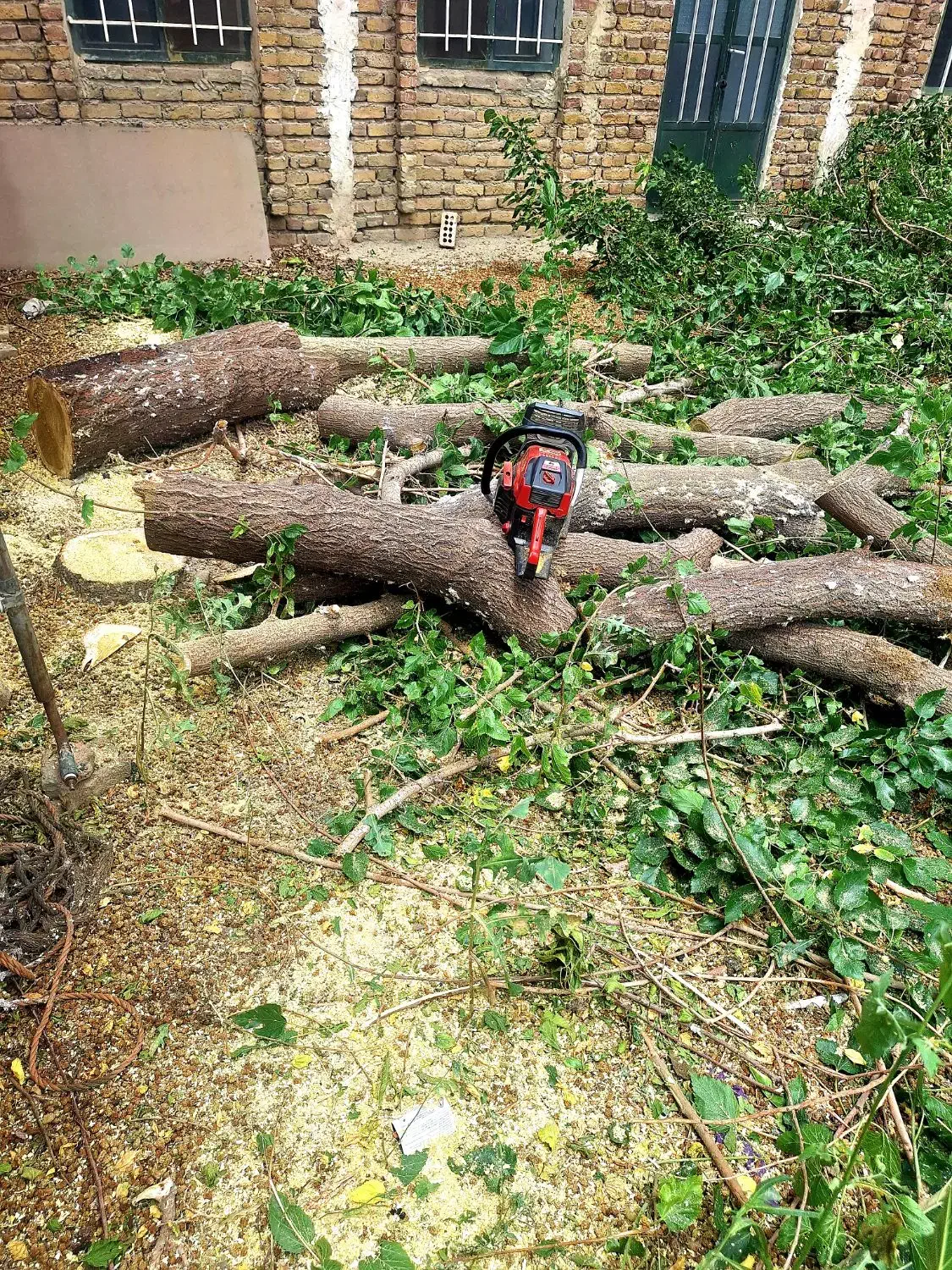 خریدارصنوبر و درختان باغ چوب و اره موتوری|خدمات باغبانی و درختکاری|ارومیه, |دیوار