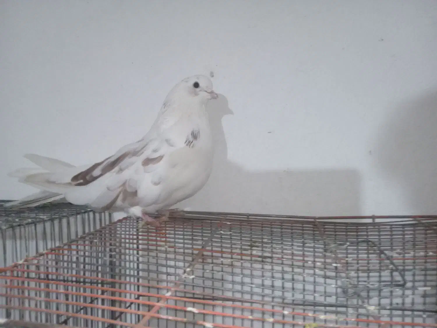 کبوتر اصفهانی|پرنده|اصفهان, پوریای ولی|دیوار