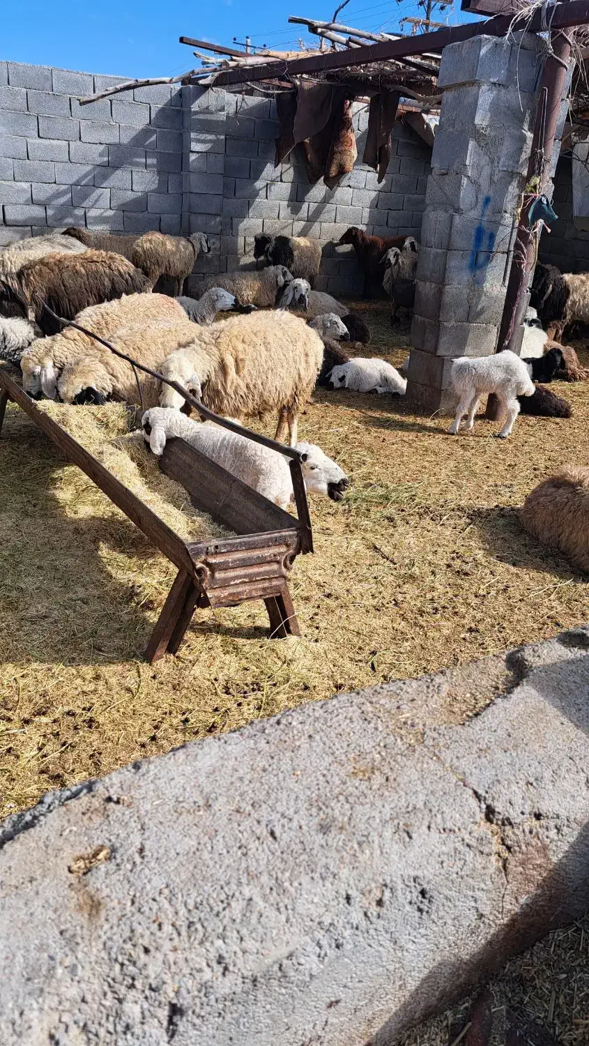 میش وبره|حیوانات مزرعه|مهریز, |دیوار