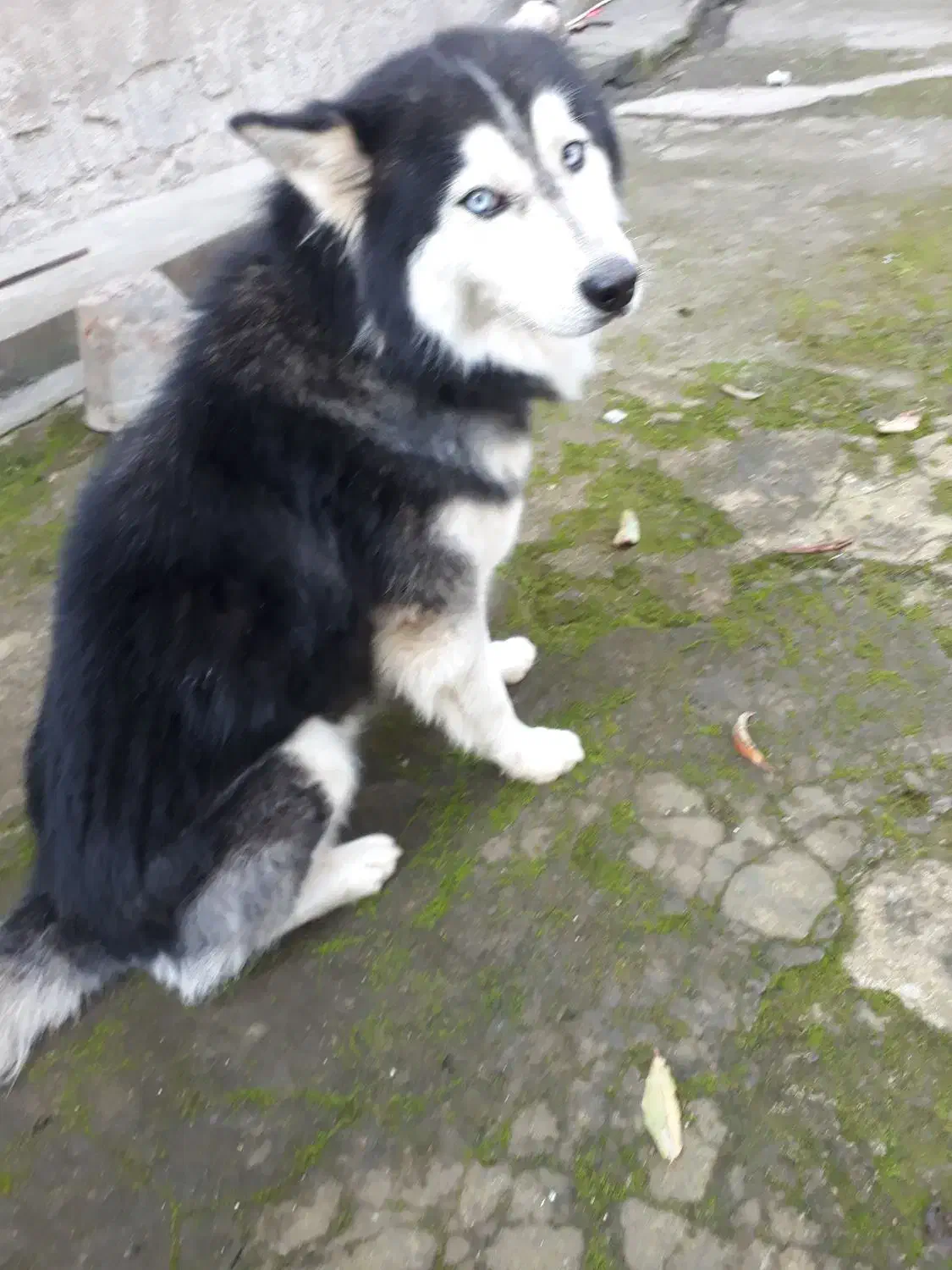 واگذاری هاسکی|سگ|املش, |دیوار