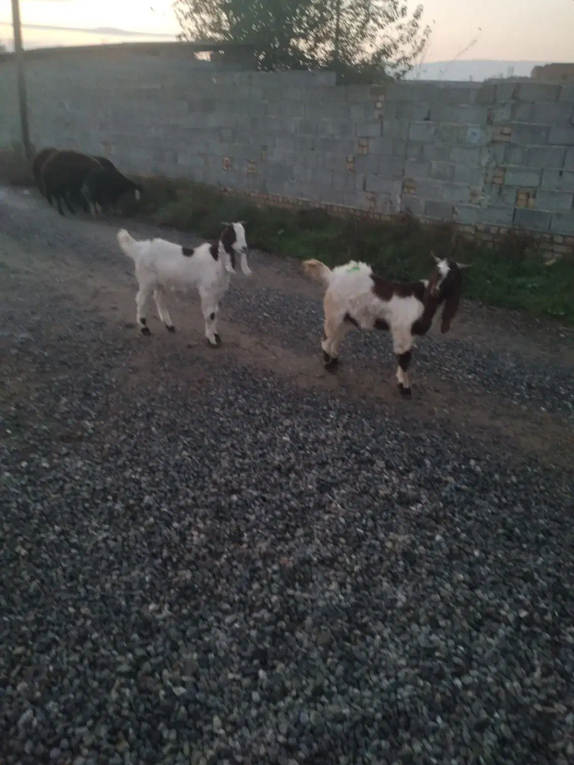 بزغاله نر|حیوانات مزرعه|سرخه, |دیوار