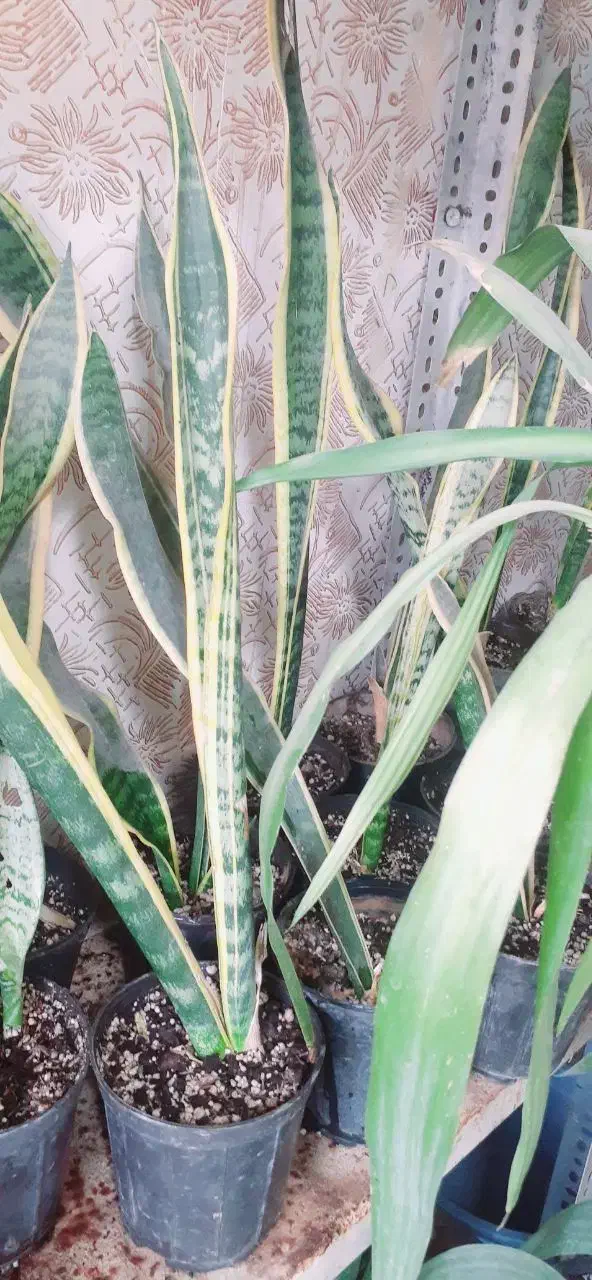 گل وگیاه|گل و گیاه طبیعی|زهک, |دیوار