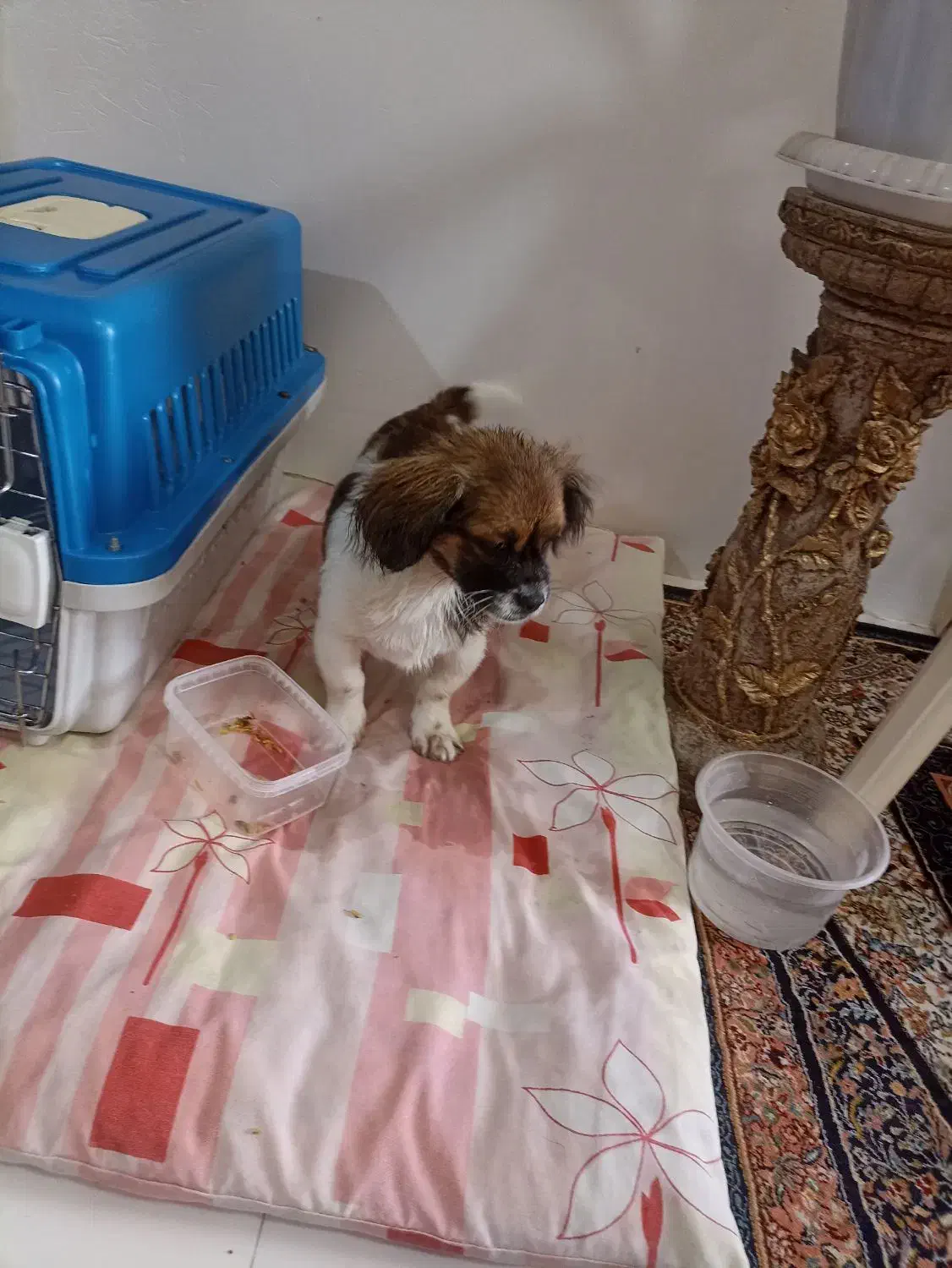 توله اشپیتز پامر|سگ|شیراز, ماه فیروزان|دیوار